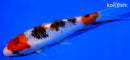 5.5" SANKE