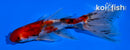 5" CALICO WATONAI GOLDFISH