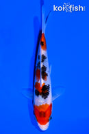 5.5" SANKE