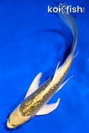 5.5" GINRIN KUJAKU BUTTERFLY