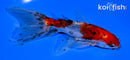 5" CALICO WATONAI GOLDFISH