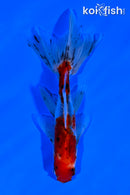 5" CALICO WATONAI GOLDFISH