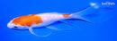 7.25" KOHAKU BUTTERFLY
