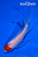 4.5" SANKE BUTTERFLY