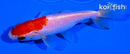 3.75" SARASA WAKIN GOLDFISH