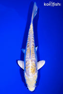 6" GINRIN DOITSU LEMON HARIWAKE