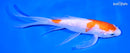 7.25" KOHAKU BUTTERFLY