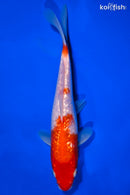 7.5" GINRIN KOHAKU