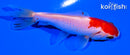3.75" SARASA WAKIN GOLDFISH