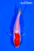 3.75" SARASA WAKIN GOLDFISH