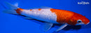 7.5" GINRIN KOHAKU