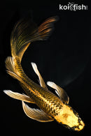 8.5" KIN KI MATSUBA BUTTERFLY