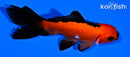 4" WAKIN GOLDFISH