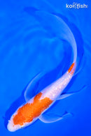 7.25" KOHAKU BUTTERFLY