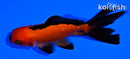 4" WAKIN GOLDFISH