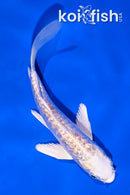 4" GINRIN  LEMON HARIWAKE BUTTERFLY