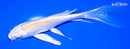 6" YAMABUKI OGON BUTTERFLY