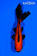 4" WAKIN GOLDFISH