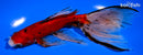 7" CALICO WATONAI GOLDFISH