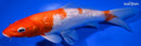 7.5" GINRIN KOHAKU