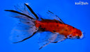 7" CALICO WATONAI GOLDFISH
