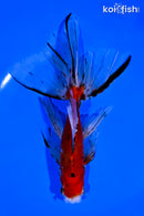 7" CALICO WATONAI GOLDFISH