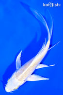 6" YAMABUKI OGON BUTTERFLY