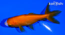 4" WAKIN GOLDFISH