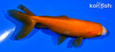 4" WAKIN GOLDFISH
