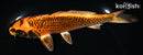 7" KIN ORENJI MATSUBA