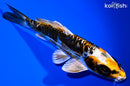 6.25" BENI KIKOKURYU