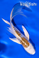 5" ARAGOKE KUJAKU BUTTERFLY