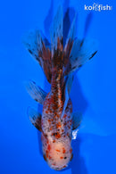 5" CALICO ORANDA GOLDFISH