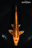 7" KIN ORENJI MATSUBA