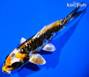 6.25" BENI KIKOKURYU