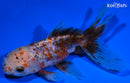 5" CALICO ORANDA GOLDFISH