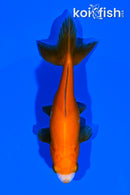 4" WAKIN GOLDFISH