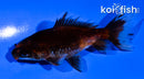 3.25" WAKIN GOLDFISH