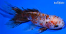 5" CALICO ORANDA GOLDFISH