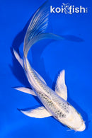 5" GIN MATSUBA BUTTERFLY