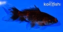 3.25" WAKIN GOLDFISH