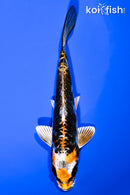6.25" BENI KIKOKURYU