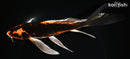 8.5" KIN ORENJI MATSUBA BUTTERFLY