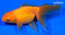 4.75" ORANDA GOLDFISH