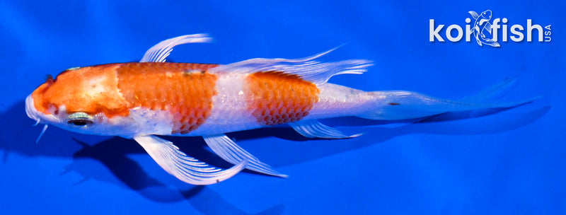 5" GINRIN HARIWAKE BUTTERFLY