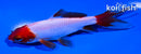 4.5" SARASA WAKIN GOLDFISH