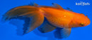 4.75" ORANDA GOLDFISH