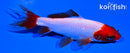 4.5" SARASA WAKIN GOLDFISH
