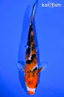 7.25" SANKE