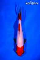 4.5" SARASA WAKIN GOLDFISH